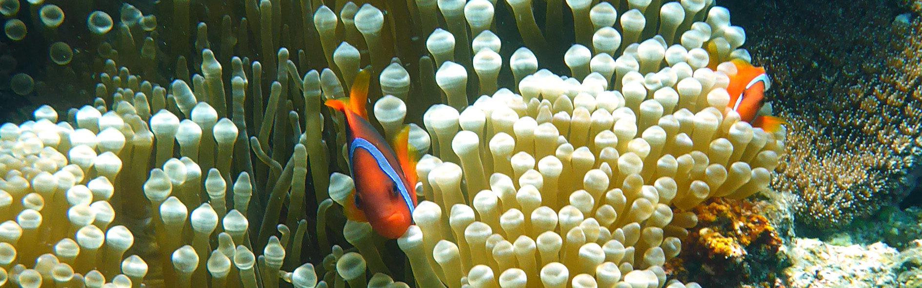 Seeanemone mit zwei Anemonenfische.