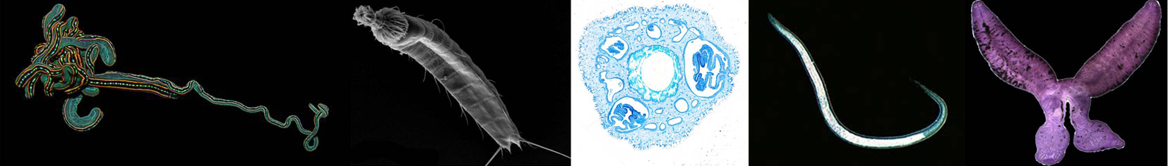 Verschiedene Invertebtraten